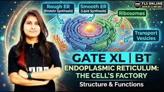 GATE XL | BT: Endoplasmic Reticulum Structure &amp; Functions | Cell Biology