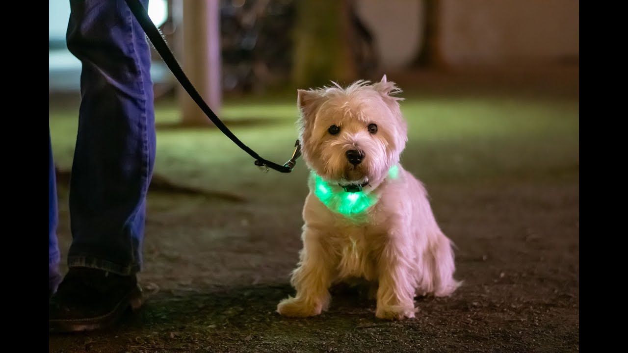 Nylon Pet Safety LED Dog Vest Coller