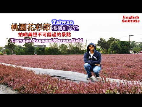 travel-in-taiwan,-mesona-field-in-taoyuan-flower-festival