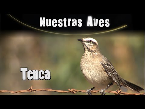 Video: Cómo Atrapar Una Tenca