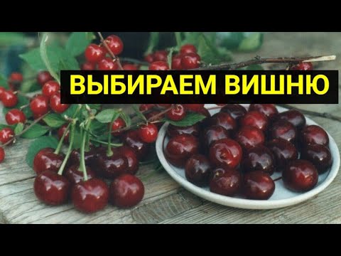 Видео: Какая вишня лучше?