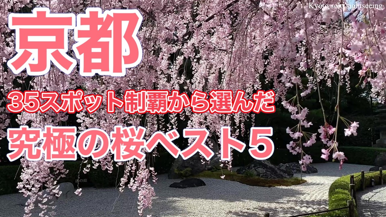 【京都桜スポット🌸】もう迷わないで！35ヶ所歩いて選んだ本気のベスト5 後悔させないここに決まり！京都桜観光で本当に行くべき桜の名所だけ教えます #京都桜 #京都観光 #京都旅行