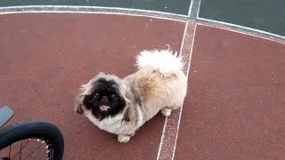 ПЕКИНЕС ДЕНДИК РЕЗВИТСЯ НА УЛИЦЕ #собака #животные #pekingese