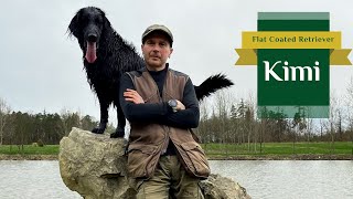 Kimi - Flat Coated Retriever | Spring is coming | 2024 by Tomas Kypena 513 views 1 month ago 2 minutes, 18 seconds