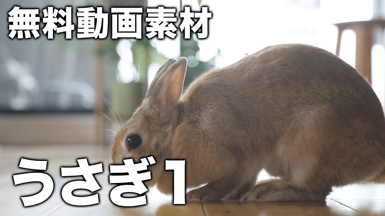 無料動画素材 うさぎ1 Free Video Rabbit1 Youtube