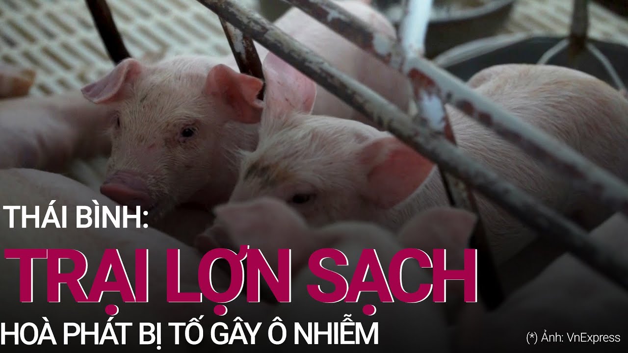 Thái Bình: Trại Lợn Sạch Hoà Phát Bị Tố Gây Ô Nhiễm , Trách Nhiệm Thuộc Về  Ai? | Vtc Now - Youtube