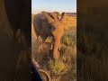 The Calf Screams—Mom Ends It in One Move 🐘 ㅣ새끼의 비명… 엄마는 한 번에 끝낸다 🐘 ㅣ子どもの悲鳴…母は一瞬で終わらせる 🐘 =#aianimals