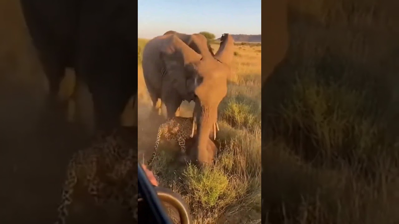 The Calf Screams—Mom Ends It in One Move 🐘 ㅣ새끼의 비명… 엄마는 한 번에 끝낸다 🐘 ㅣ子どもの悲鳴…母は一瞬で終わらせる 🐘 =#aianimals