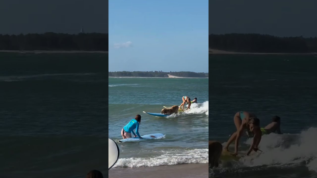Dog Is Expert Surfer