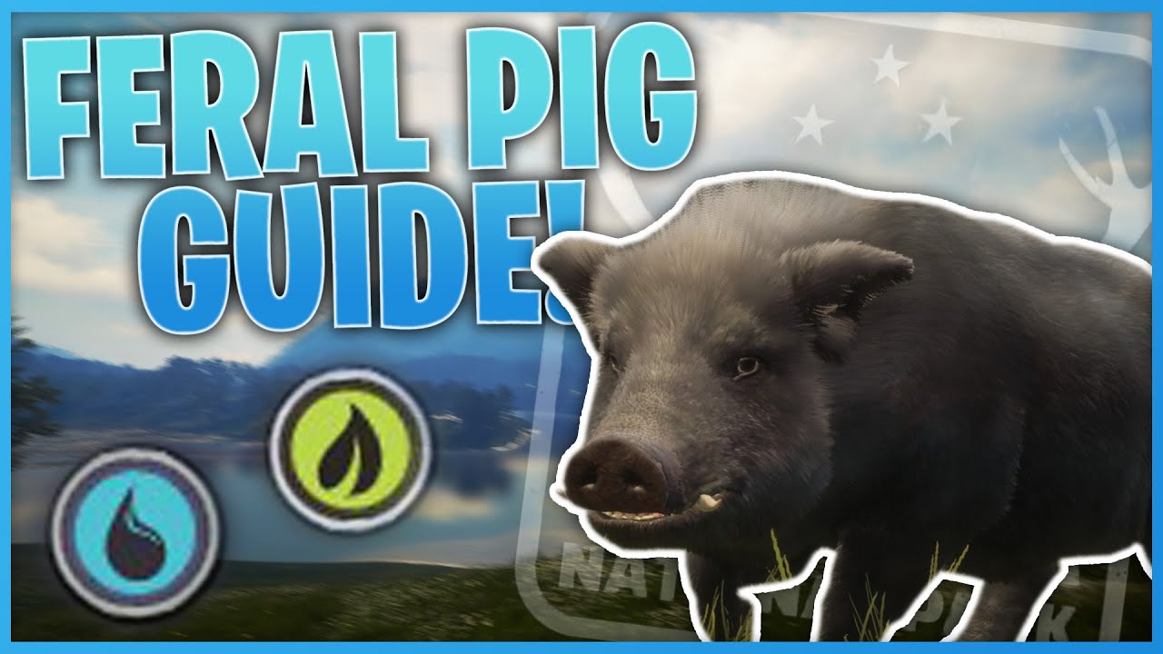 Cod Five Pigs Feral Pig Guide! | theHunter: Call Of The Wild - YouTube