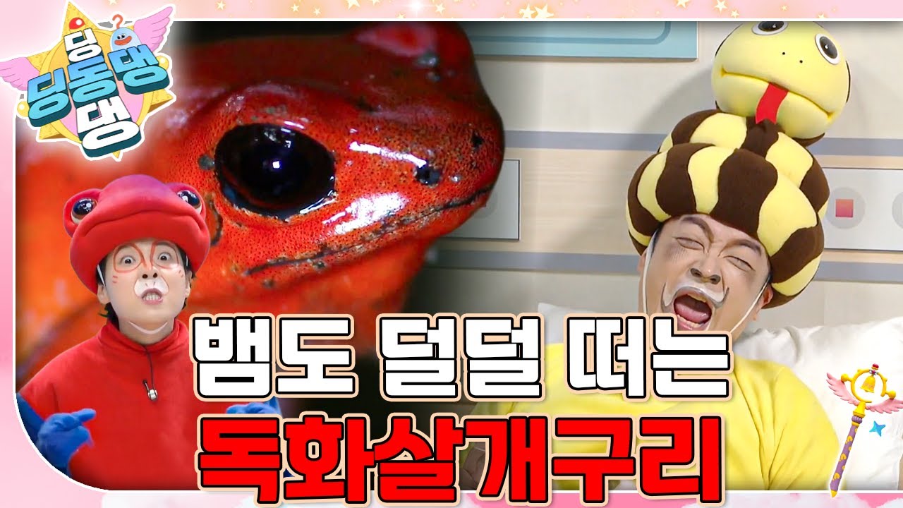 독에 마비된 뱀 환자가 도착했어요!ㅣ딩동댕 딩동댕ㅣ뱀도 덜덜 떠는 독화살개구리