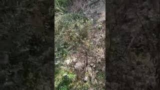 Konyada Derelerde Altın Arama Güzel Sonuclar Aldık . Resimi