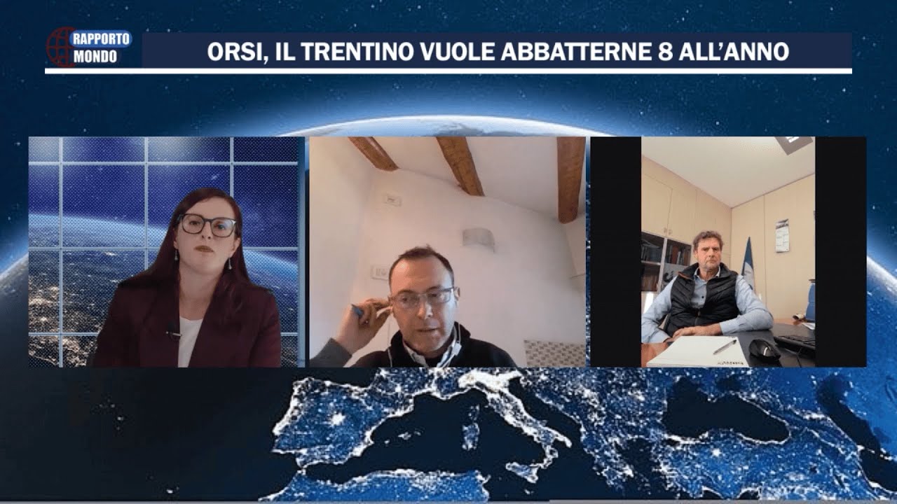 Il Trentino vuole abbattere 8 orsi l'anno. Il dibattito tra favorevoli e contrari