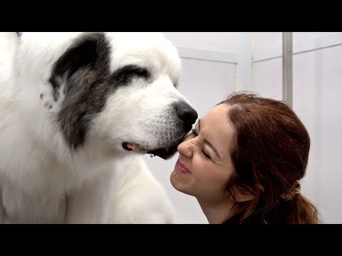 Video: De la adăpostul câinilor la câini, Jorge Bendersky vede supermodelul în toți câinii