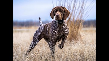 Does My DOG need an E-Collar? Proper use and Selection of an E-Collar - Tips before you decide