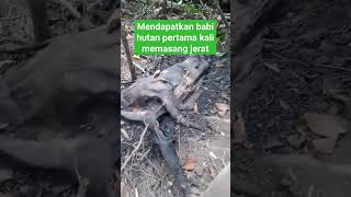 cek jerat babi hutan #shortsvideo
