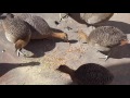 Perdizes Brasileiras (Rhynchotus rufescens) comendo tenébrios