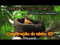 Casaca-de-couro-amarelo (Furnarius leucopus) construindo o seu ninho em HD