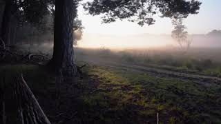 Forest fog. Morning in a forest glade. Лесной туман ( Video Background Stock Footage Free ) screenshot 5