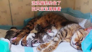 流浪猫豹豹生了四只猫崽后筋疲力竭累睡着了可肚子还是有点大