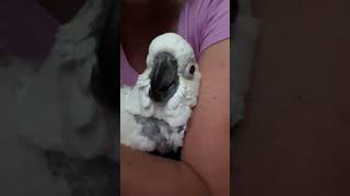 I Loved Telling Victoria Cockatoo How Much I Loved Her #VCStrong #cockatoo #parrots #birds