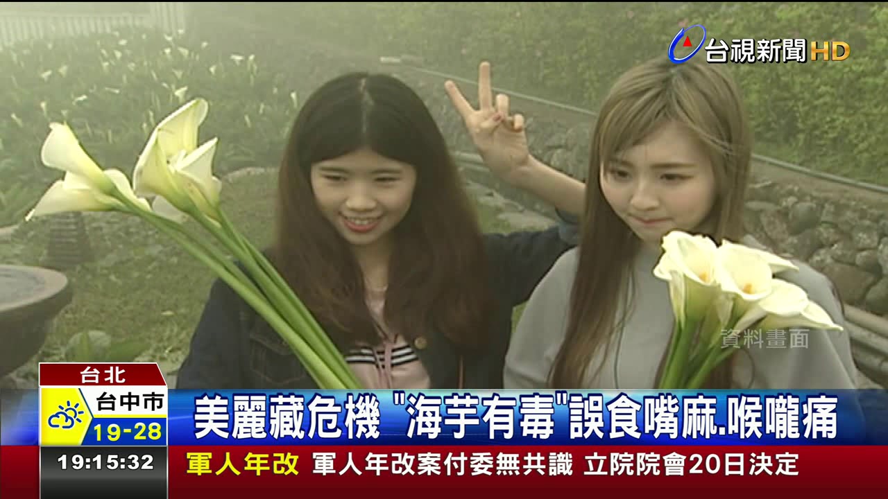 美麗藏危機海芋有毒誤食嘴麻 喉嚨痛 台視影音
