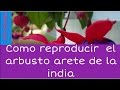 Como reproducir el arbusto Pendientes de la Reina (Fuchsia)