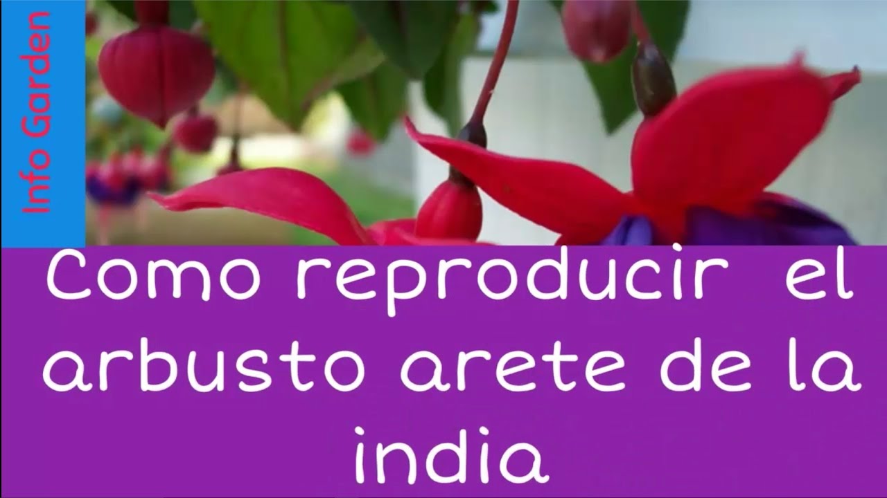como-reproducir-el-arbusto-pendientes-de-la-reina-fuchsia-youtube