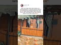 dogs “sitting on a swing like they own the place” has people reacting goes viral 😂🐶 #viral