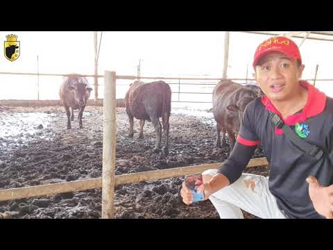 Video: Aberdeen Angus: đặc điểm Của Giống Và ảnh