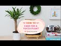 How To Care For A Yucca Plant | Apartment Therapy