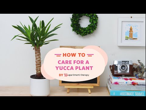 yucca plant maintenance indoor | How to Care for a Yucca Plant ENGLISH GARDENS