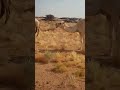 صيف الجنوب