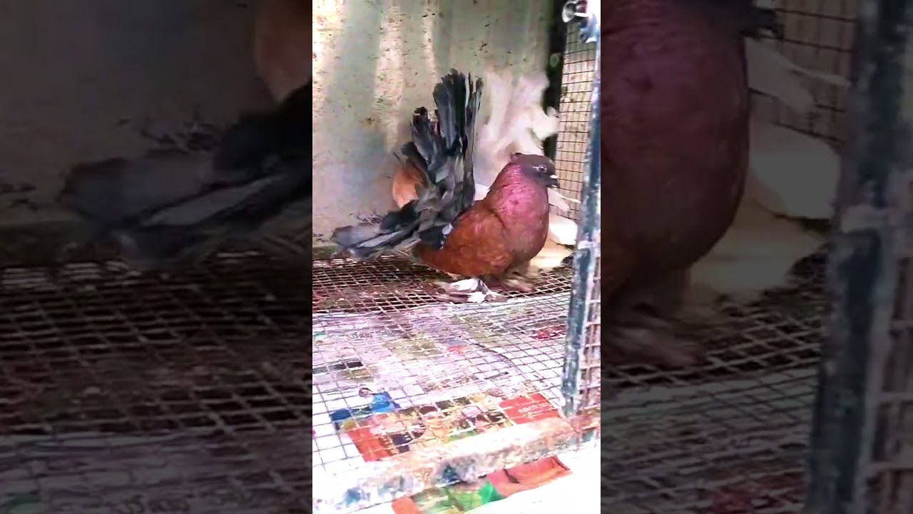 Show Quality Big Tail American Faintal