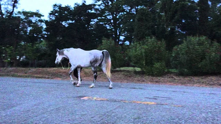 Braveheart Walking in hand