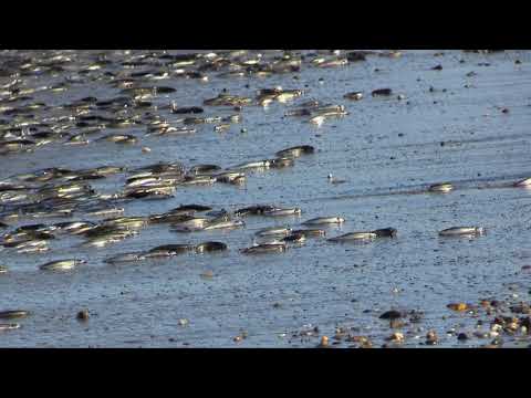 Нерест мойвы | Минута тишины ©