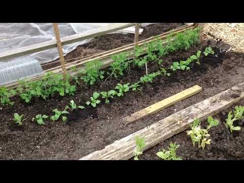 Video: Companion Plants For Peas - Lär dig om trädgårdsärter