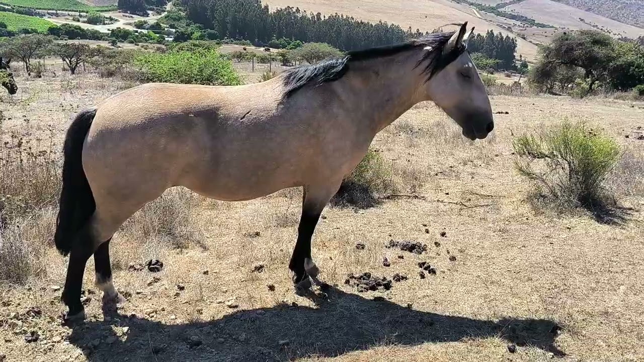 Paicaví Piuricia III