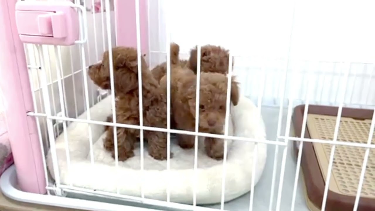 トイプードルの仔犬「NA-2 」のご紹介｜プードルショップSweet