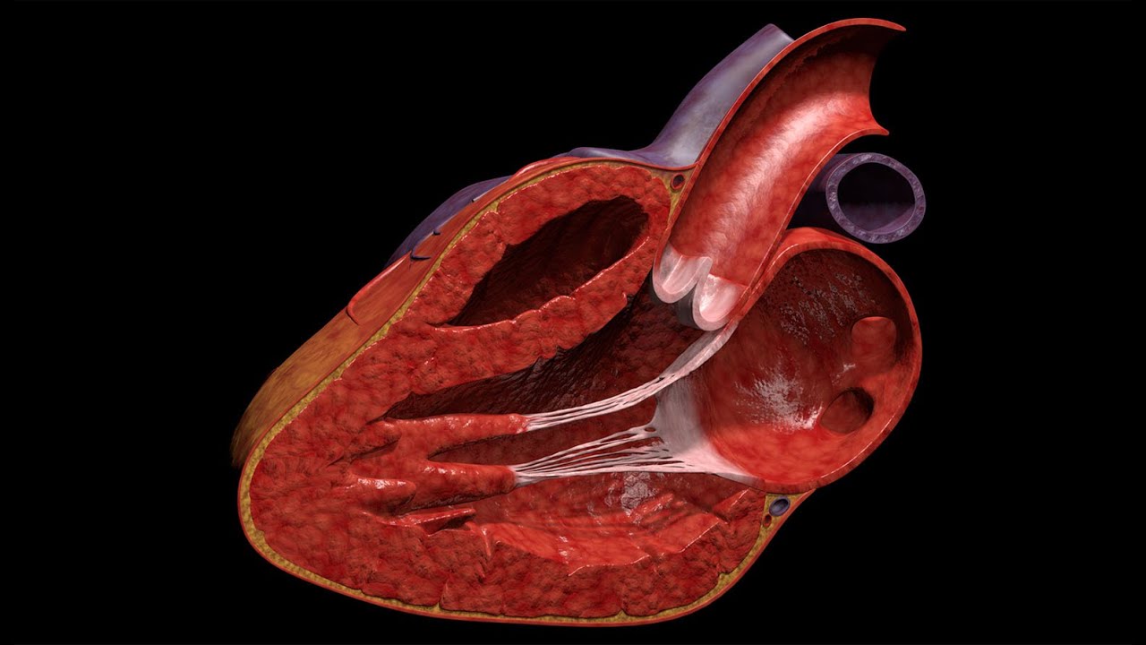 HUMAN HEART 3D ANIMATION - YouTube