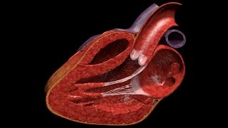 HUMAN HEART 3D ANIMATION screenshot 3