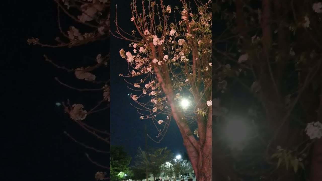 Shorts/ Blossom under Moonlight / Blossom Moon View YouTube