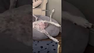 that's a darling bunny @tiktok.shotty