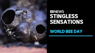 Stingless bees celebrated on International Bee Day l ABC News