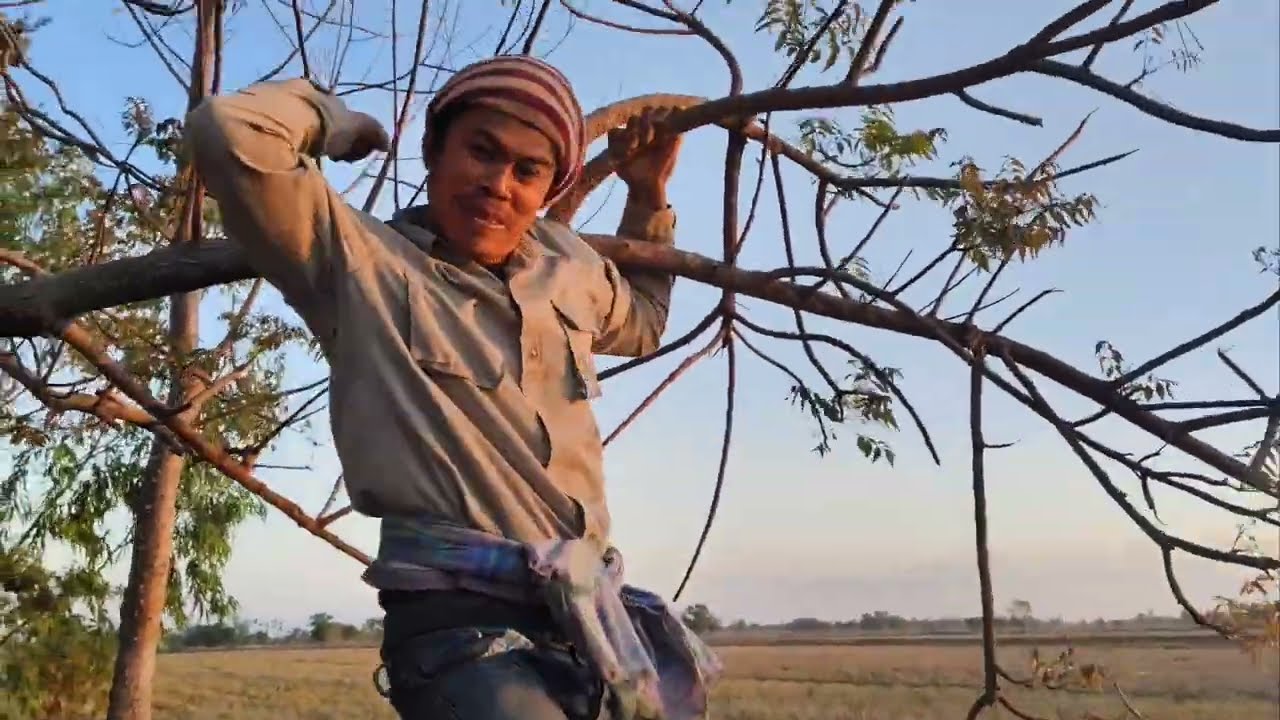 เก็บสะเดา ยามลอบดักปลา วิถีชีวิต กิจวัตรประจำวันที่ทำทุกวัน..