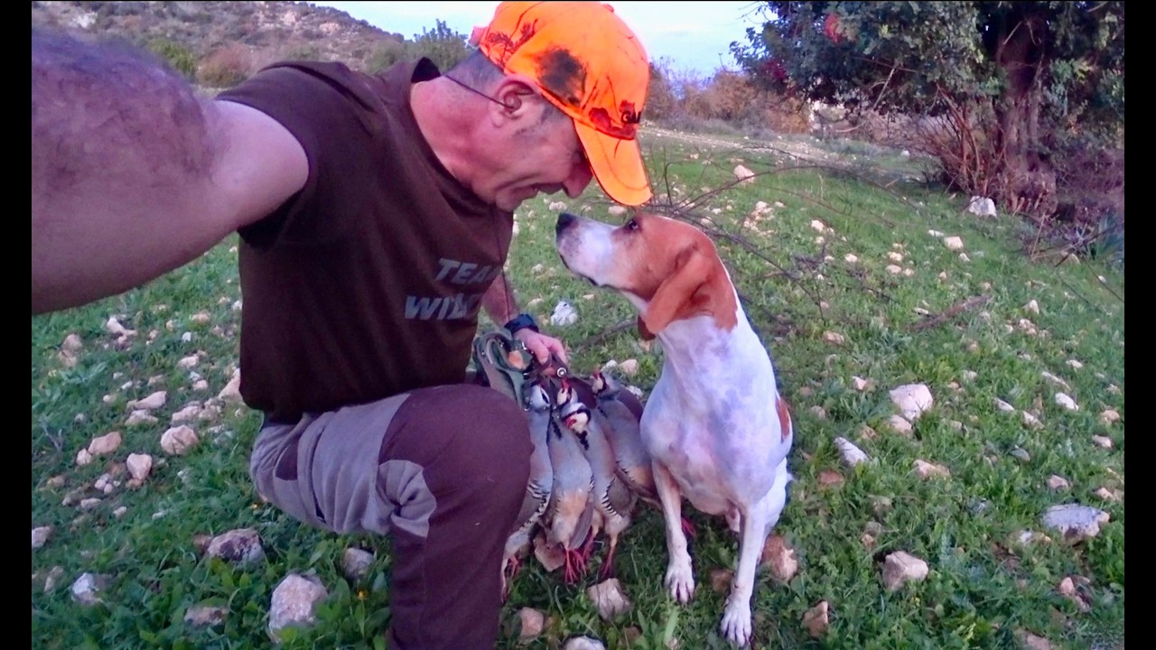 Κυνήγι πέρδικας - Λαγού 2025 Επιλεγμένες βολές !!