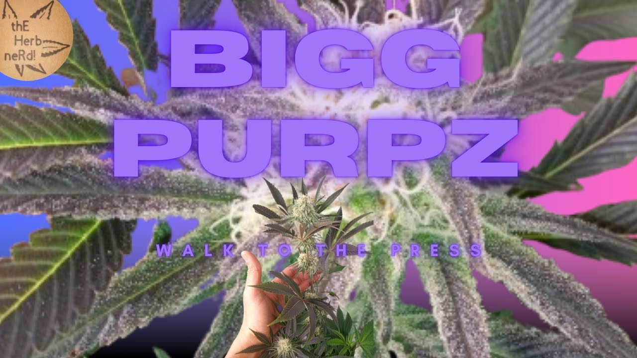 Purple Test Press Update 1 Chop n Profile - Bigg Purpz - Rosin