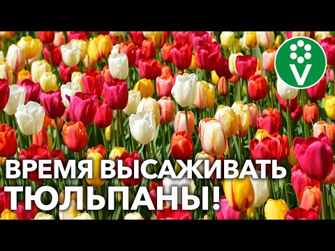 Видео: Что такое видовые тюльпаны: чем видовые тюльпаны отличаются от гибридов