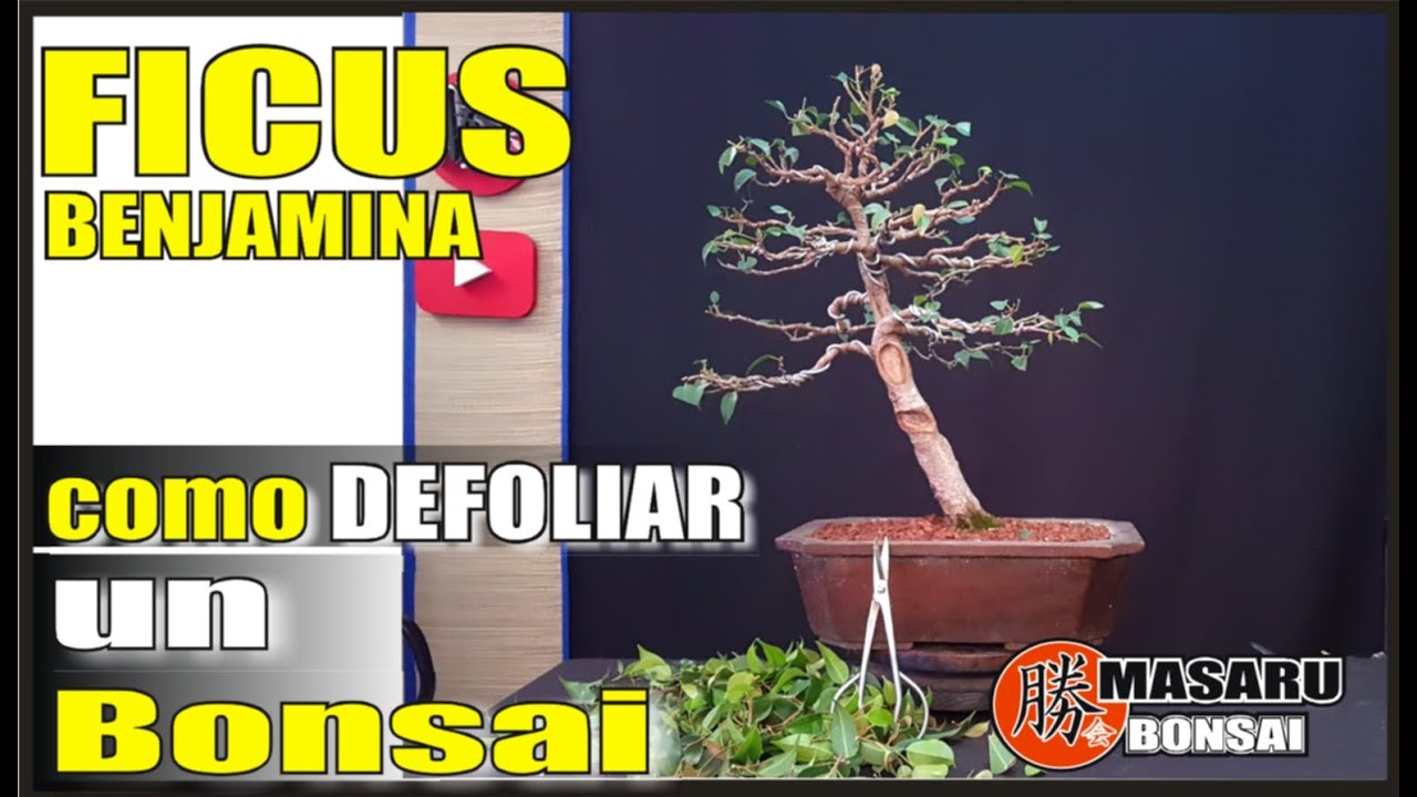 COMO  DEFOLIAR Y PODAR   UN FICUS BENJAMINA BONSAI.