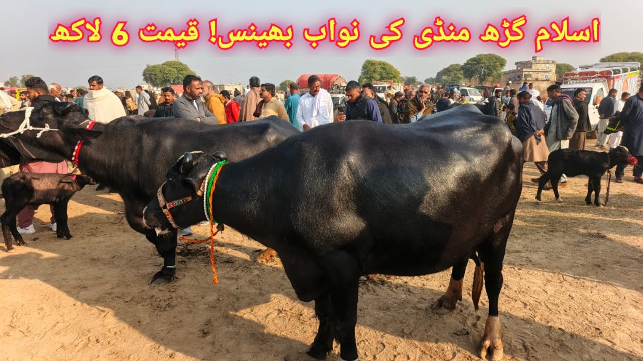 Islamgarh Cattle Market | Latest Bull & Buffalo Prices | Full Rate Update|Des Pardes |